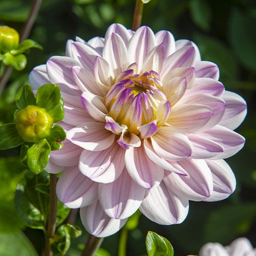 Dahlia Lady Kate