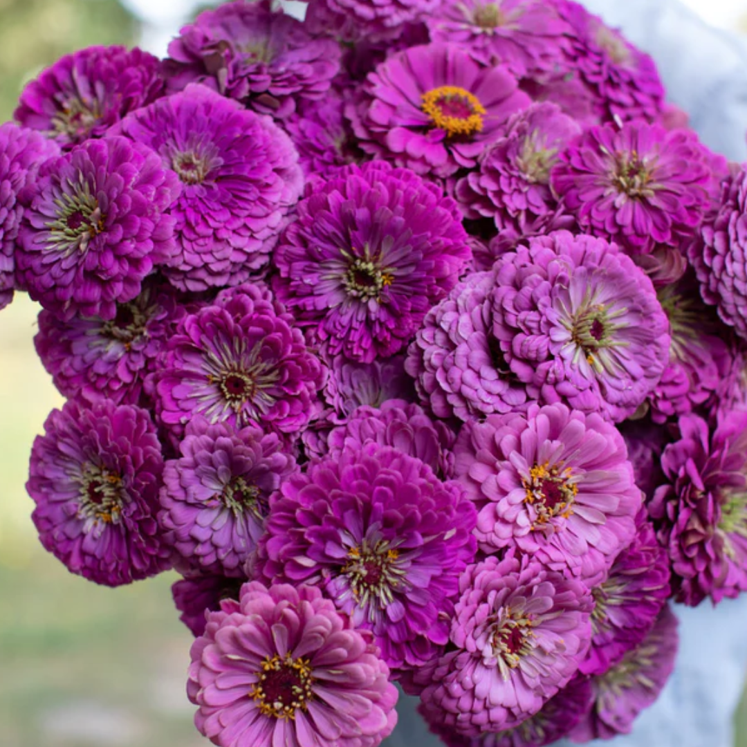 Zinnia Elegans (Giant Zinnia) Lilac