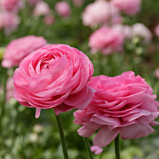 10 Pink Ranunculus