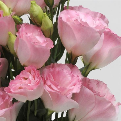 Lisianthus ABC 2 Misty Pink