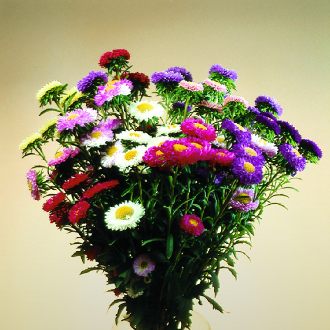 Asters Matsumo Mix