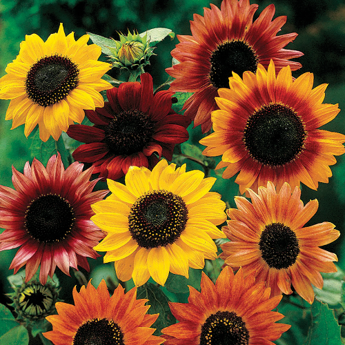 Sunflower Mix