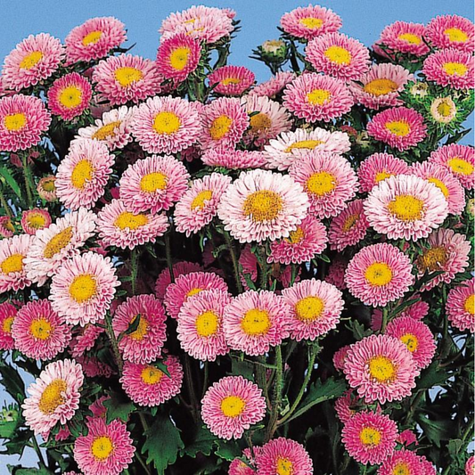 Asters Matsumo Pink