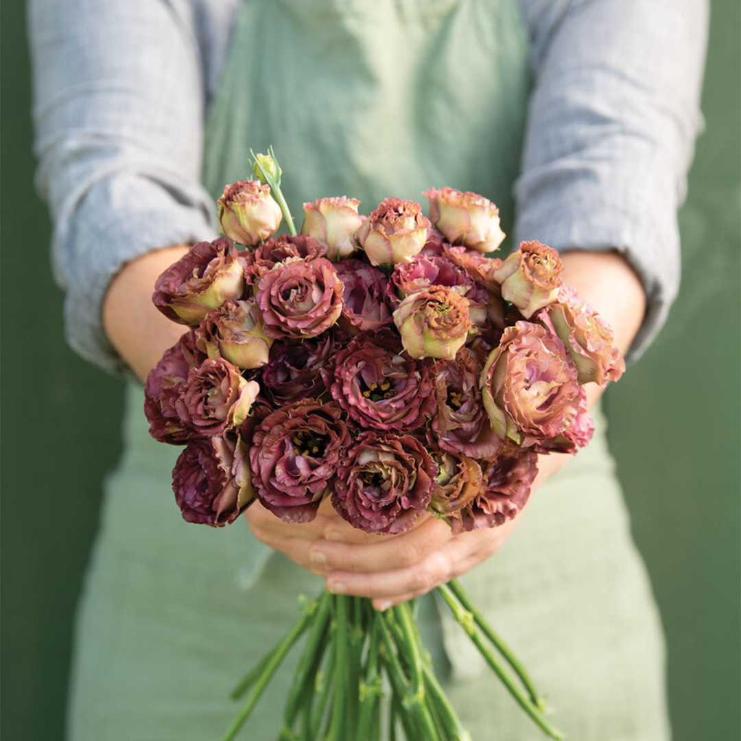 Lisianthus Rosanne 3 Brown