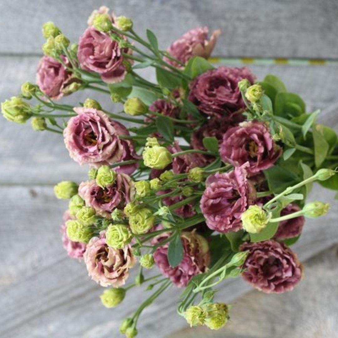 Lisianthus Rosanne 3 Brown