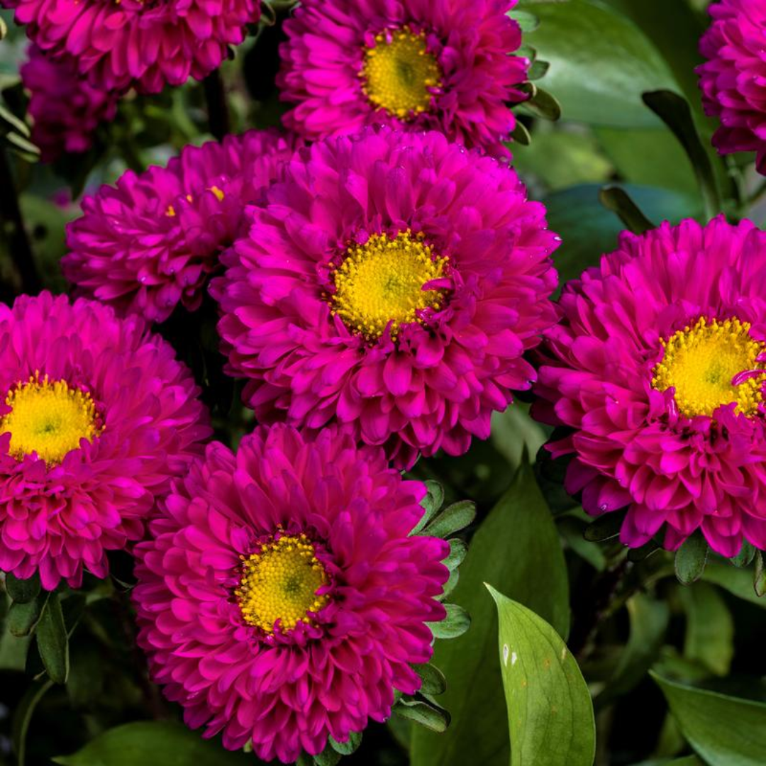 Asters Matsumo Rose