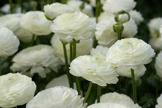 10 White Ranunculus