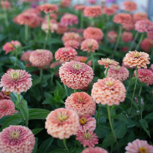 Zinnia Elegans (Giant Zinnia) Salmon Rose