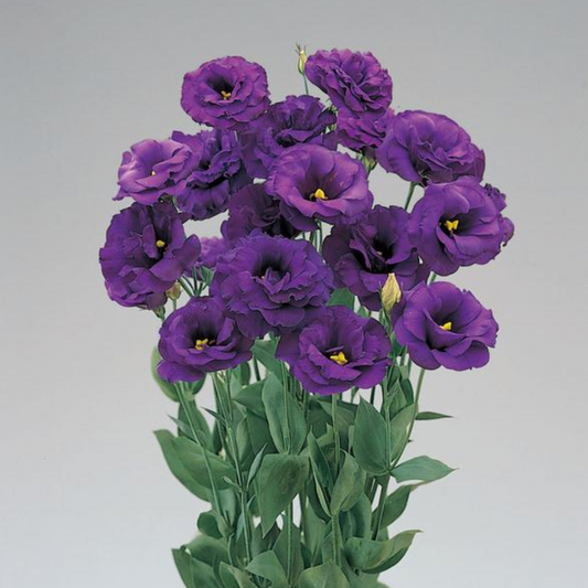 Lisianthus Super Magic Deep Blue