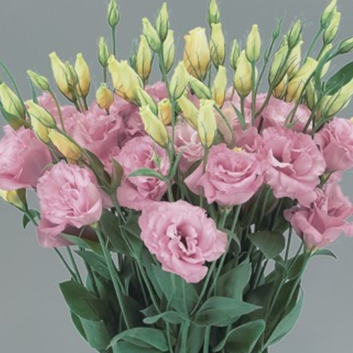 Lisianthus Super Magic Rose