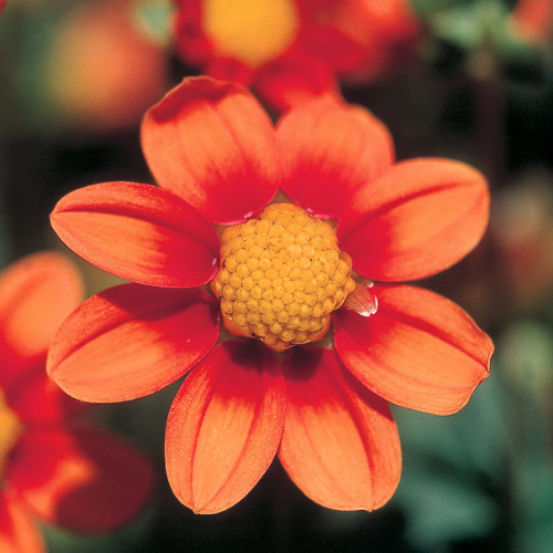 Dahlia Top Mix Orange