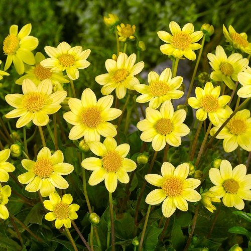 Dahlia Top Mix Yellow