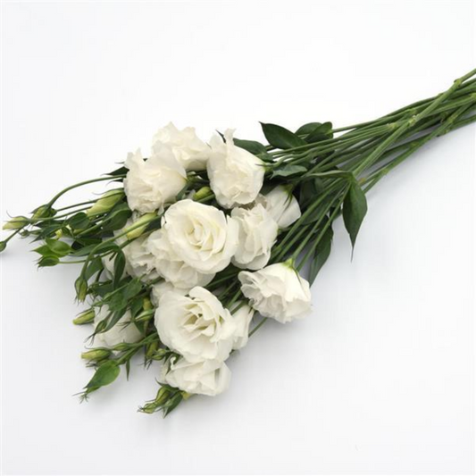 Lisianthus ABC 3 White