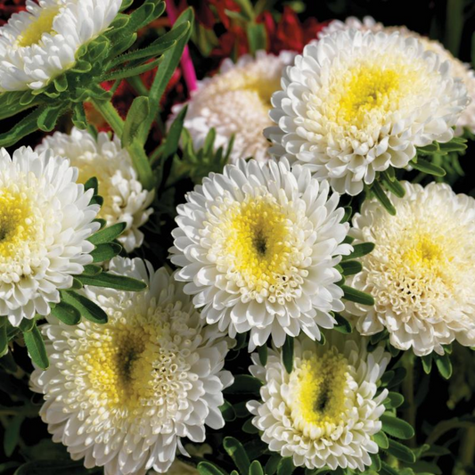 Asters Matsumo White