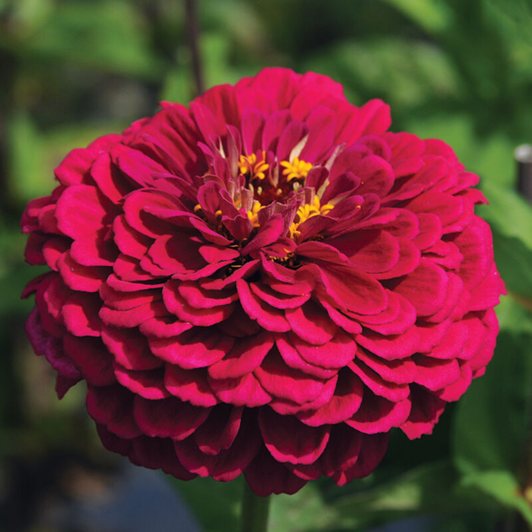 Zinnia Elegans (Giant Zinnia) Wine