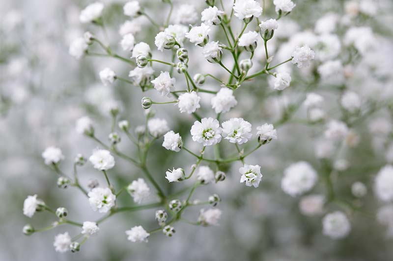 Gypsophila Single White