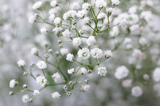 Gypsophila Single White