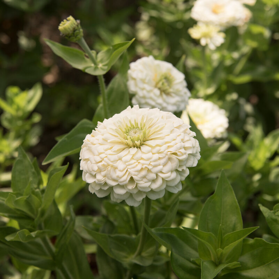 Zinnia Elegans (Giant Zinnia) White