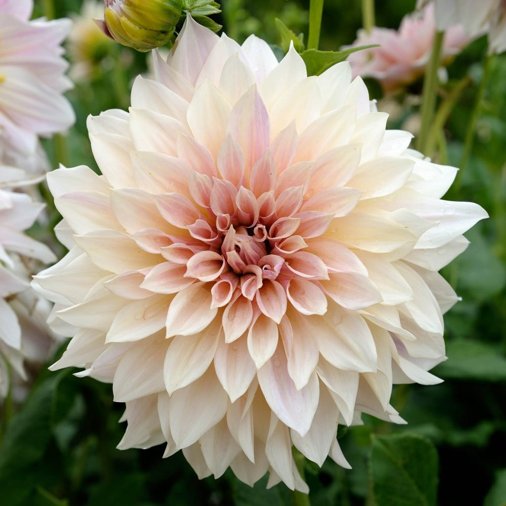 Dahlia Café au Lait