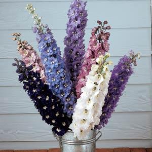 Delphinium Magic Fountain Mix