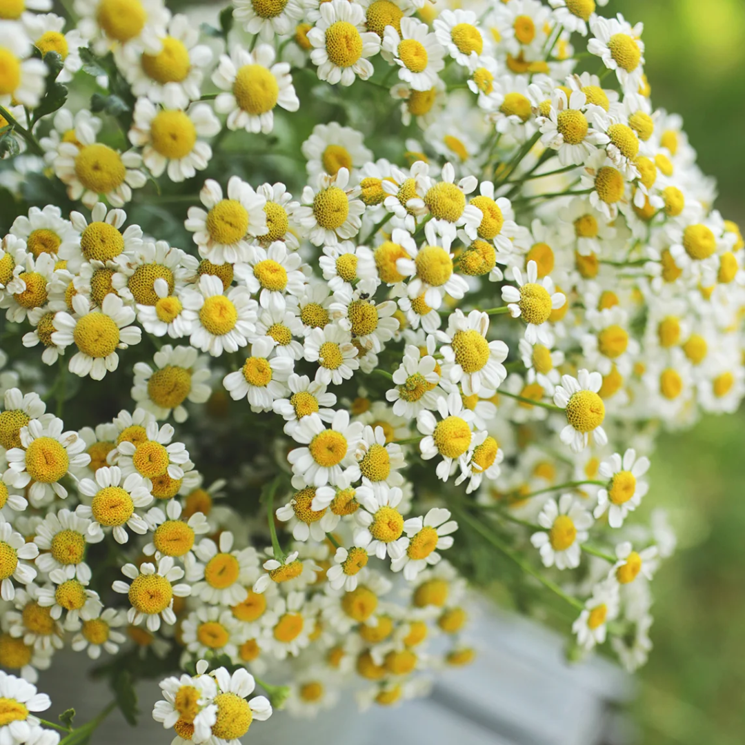 feverfew_seeds_cutflower_seeds