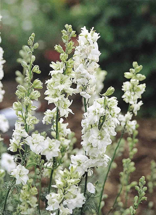 Larkspur QIS White