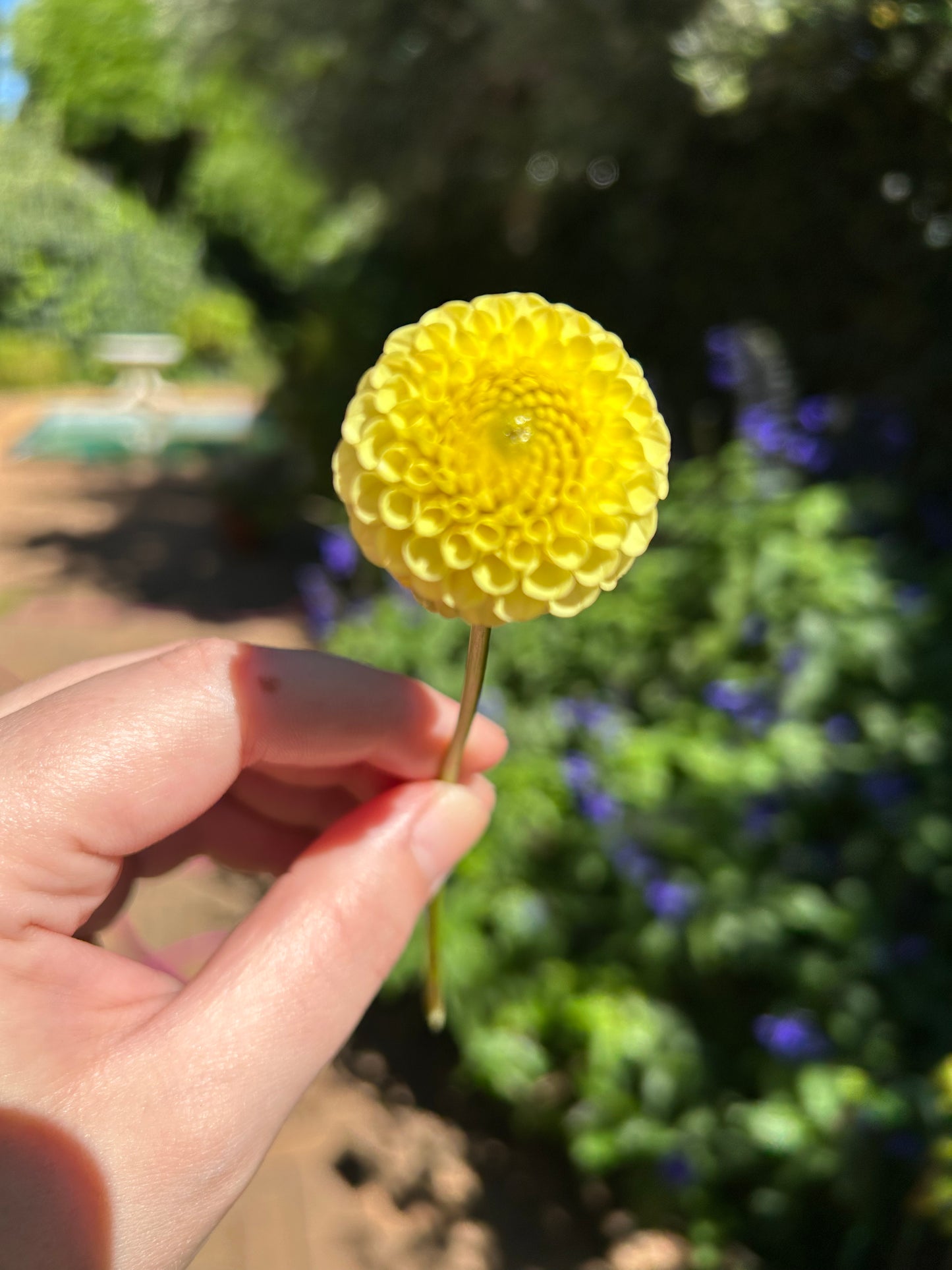 Dahlia Buttercup