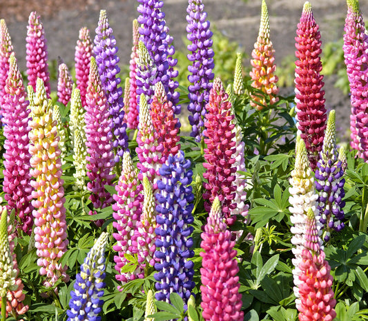 Lupine Russel Mix