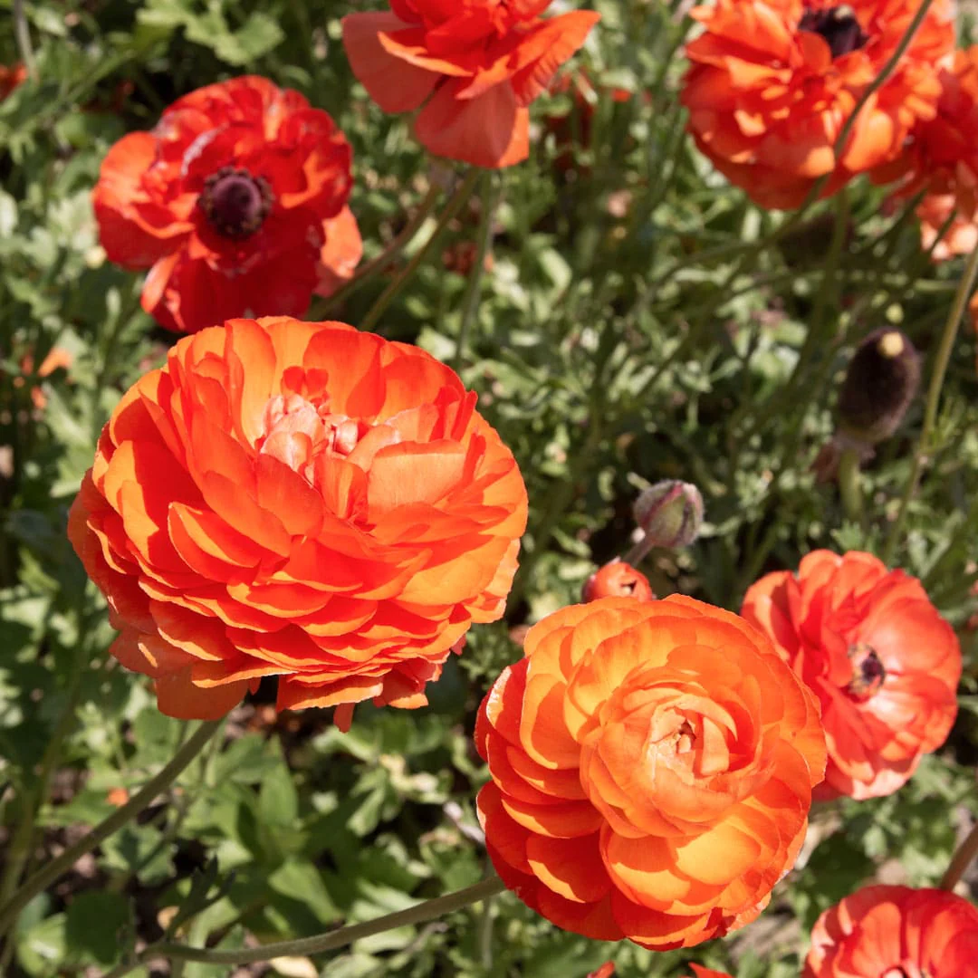 orange_ranunculus_bulbs_cutflower_seeds