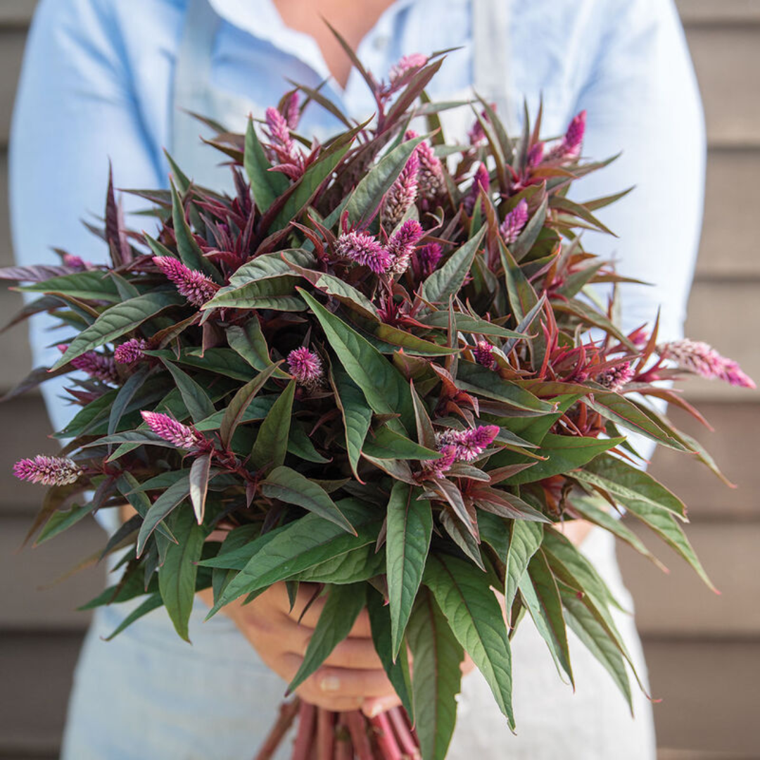 Celosia Purple Feather