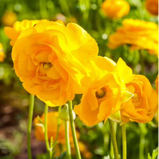 yellow_ranunculus_bulbs_cutflower_seeds