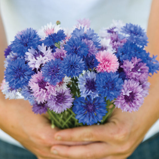 Cornflower Open Pollinated Polka Dot Mix