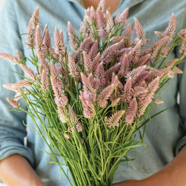 Celosia Flamingo Feather