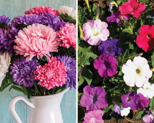 DIY Aster + Petunias