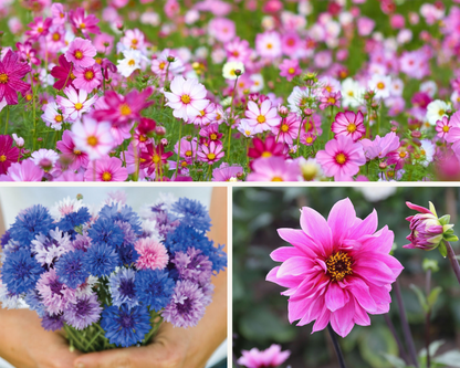 DIY Cornflowers + Dahlias + Cosmos