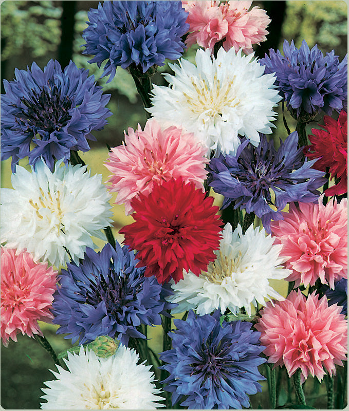 DIY Cornflowers + Dahlias + Cosmos