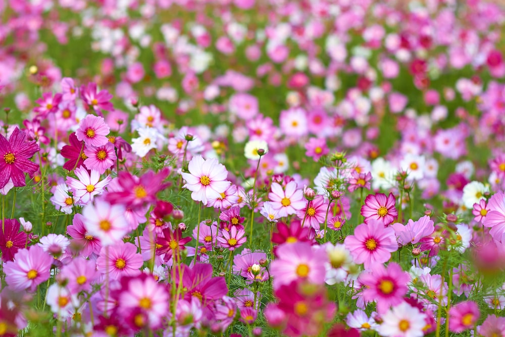 DIY Zinnia + Stock + Cosmos