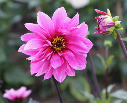 DIY Cornflowers + Dahlias + Cosmos