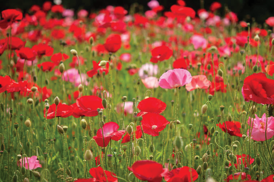 DIY Flanders Poppy