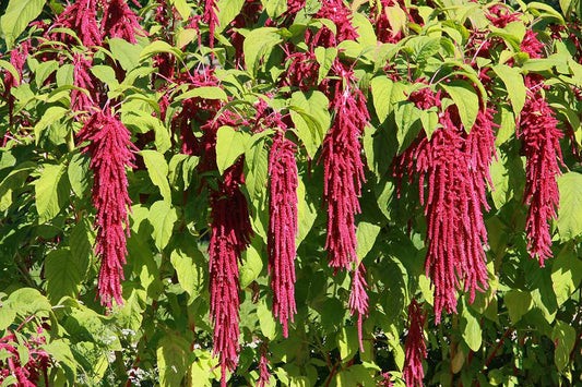 Amaranth Love-Lies-Bleeding