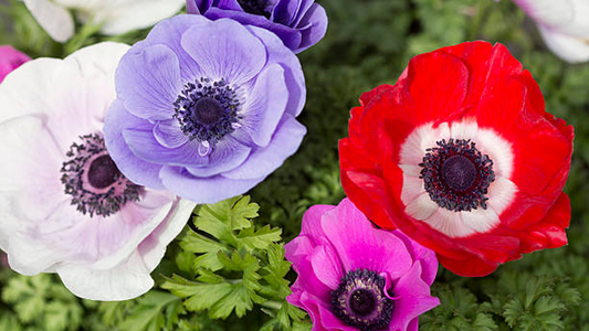 10 Mixed Anemone