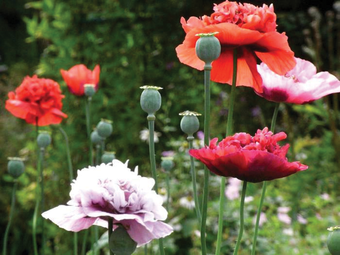 DIY Peony Poppy