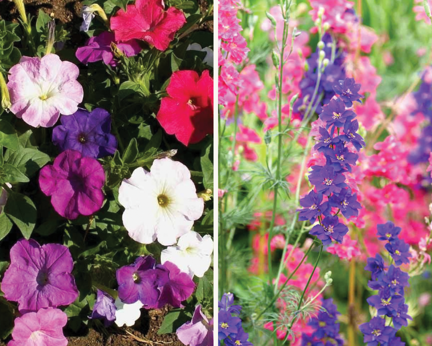 DIY Larkspur + Petunia