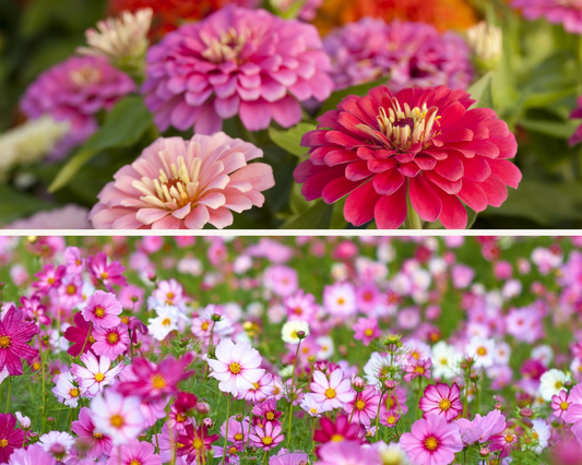 DIY Zinnia + Cosmos