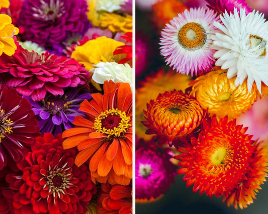 DIY Strawflowers + Zinnia