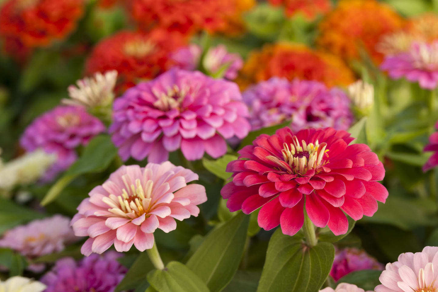 DIY Celosia, Zinnia + Cosmos