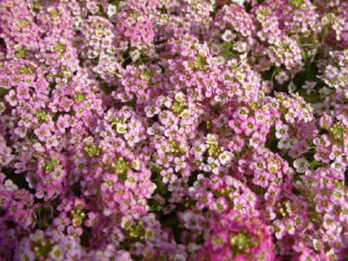 Alyssum Wonderland Pink